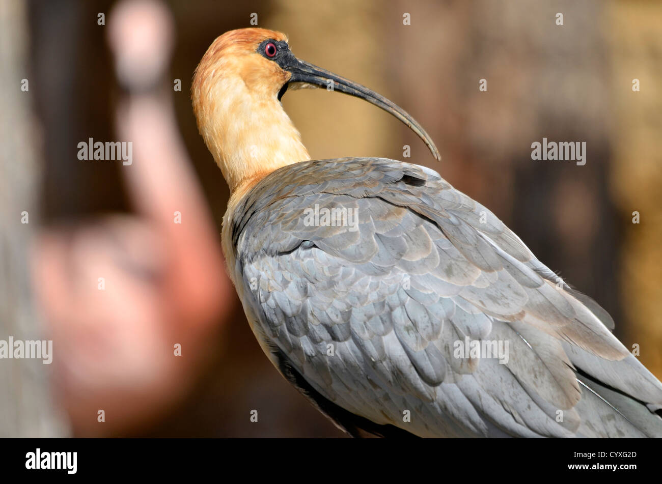 Closeup Black-faced Ibis (Theristicus melanopis) seen from behind Stock Photo