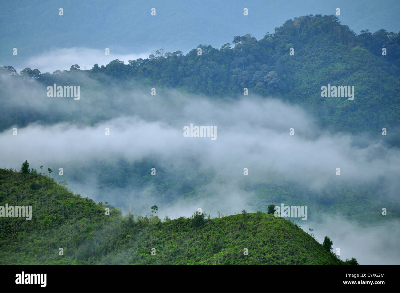 Summit view of green forest in misty morning Stock Photo - Alamy