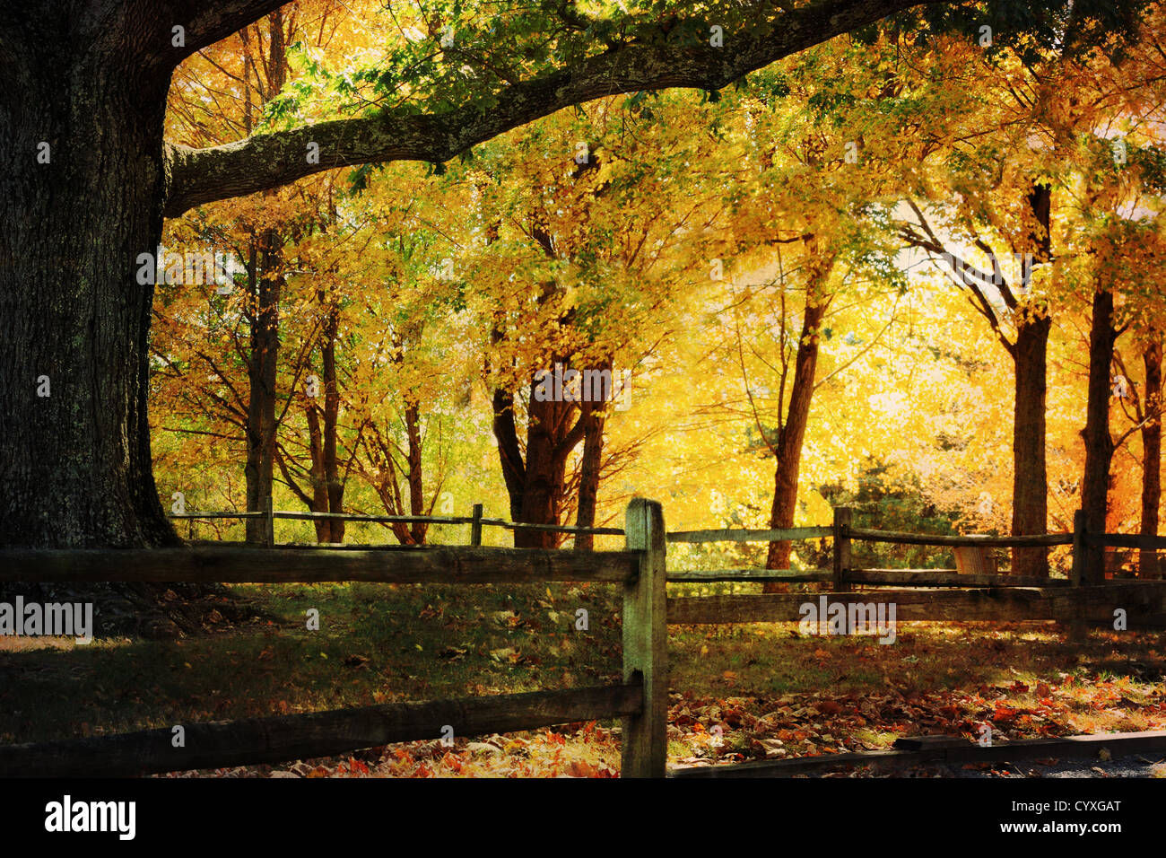 Photo based illustration of a large oak tree surrounded by beautiful autumn colors. Stock Photo