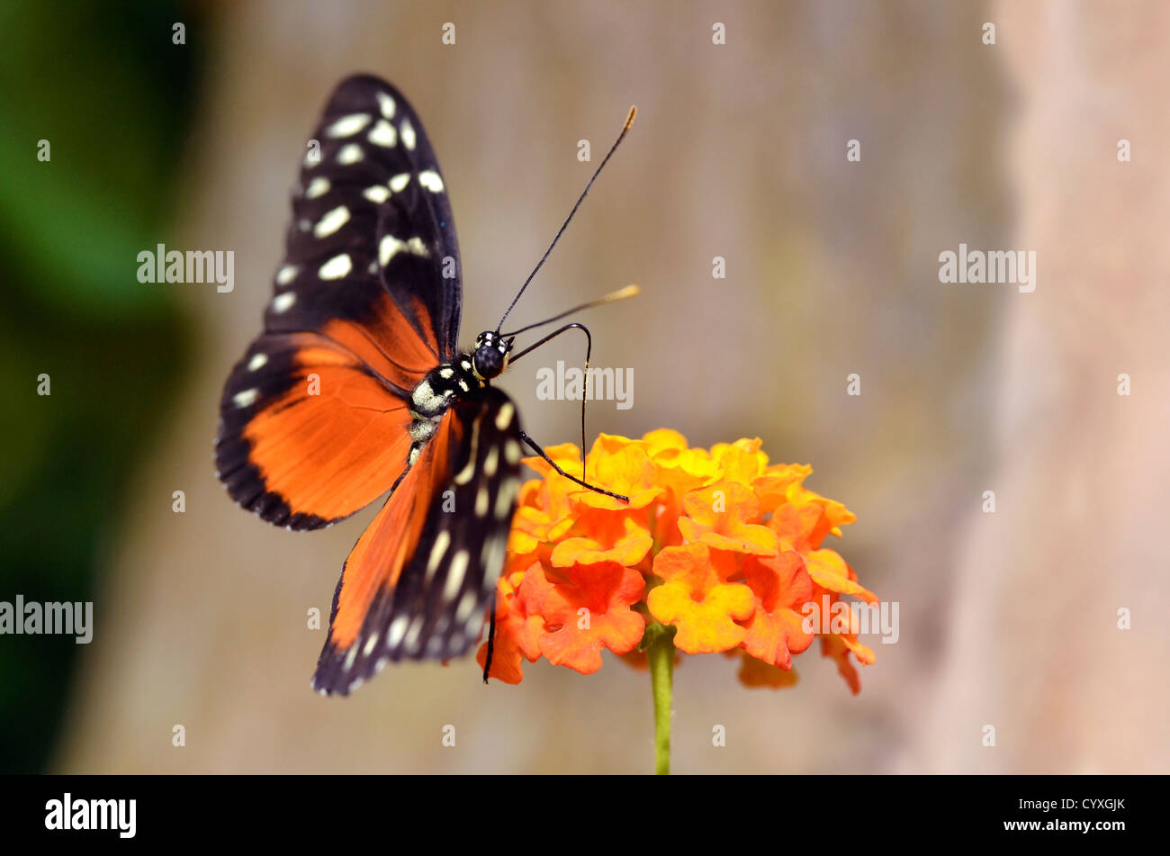 Macro of  Tiger Longwing (Heliconius hecale) butterfly feeding on flower (Lantana camara) Stock Photo