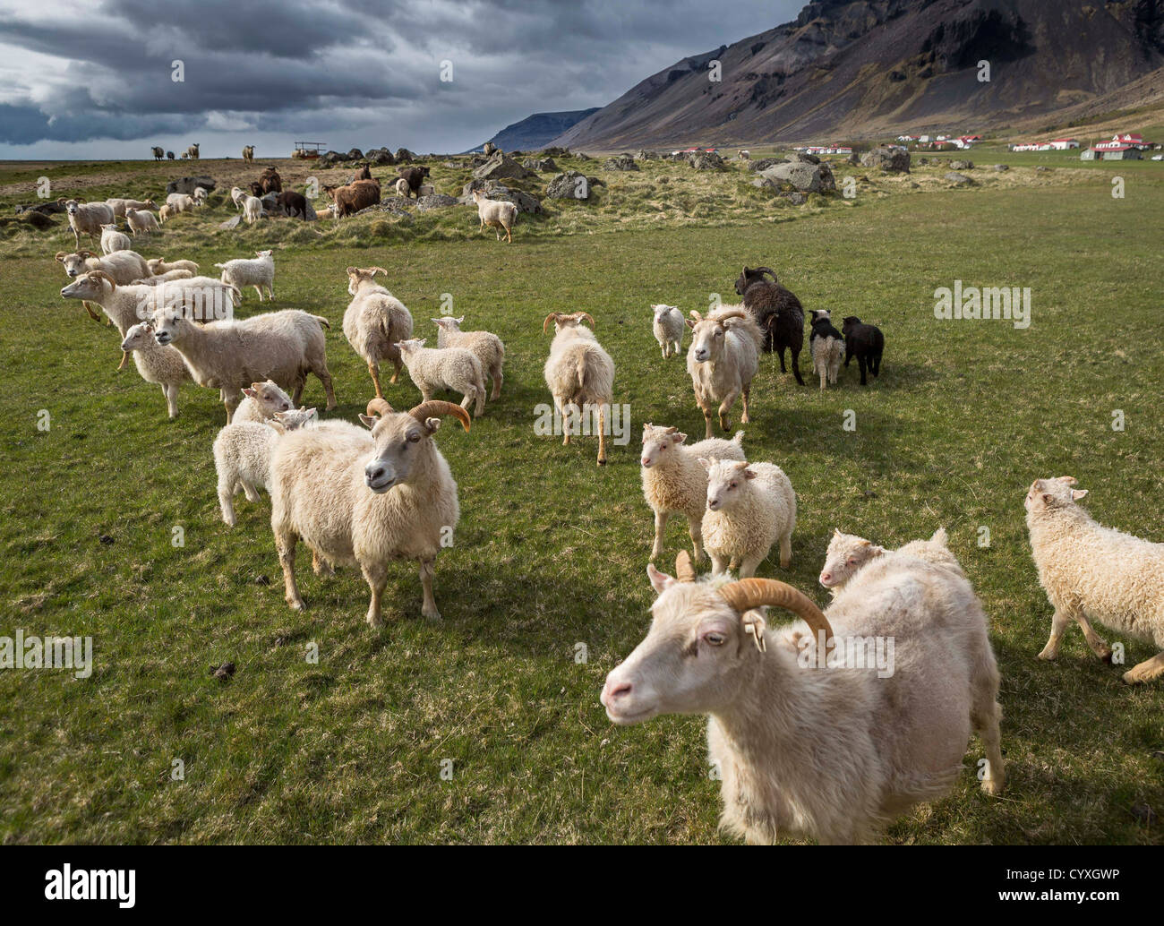 Sheep farming, Eastern Iceland Stock Photo Alamy