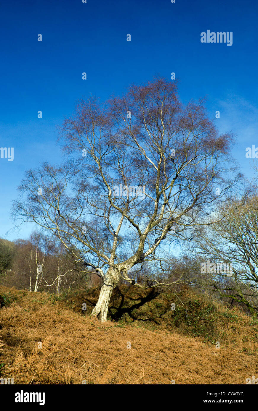 silver birch tree in winter near pontypridd south wales valleys uk Stock Photo