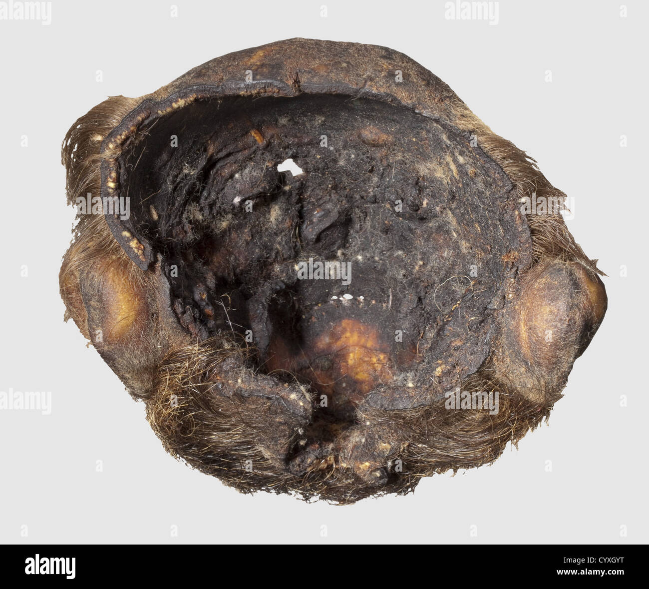 A shrunken head,20th Century Half-length dark brown to reddish hair on the head and a slightly receding hairline.Heavy,reddish beard,somewhat bleached on the edges.Eyes and mouth have traces of stitching.The backs of the scalp and of the neck were removed to allow the extraction of the skull.Height 12 cm.Although headhunting was and still is widespread in many parts of the world,according to scientific authority the preparation of shrunken heads is limited to the tribes that inhabit the north-western Amazonas region.Especially the Shuar,Achuar,Huamb,Additional-Rights-Clearences-Not Available Stock Photo