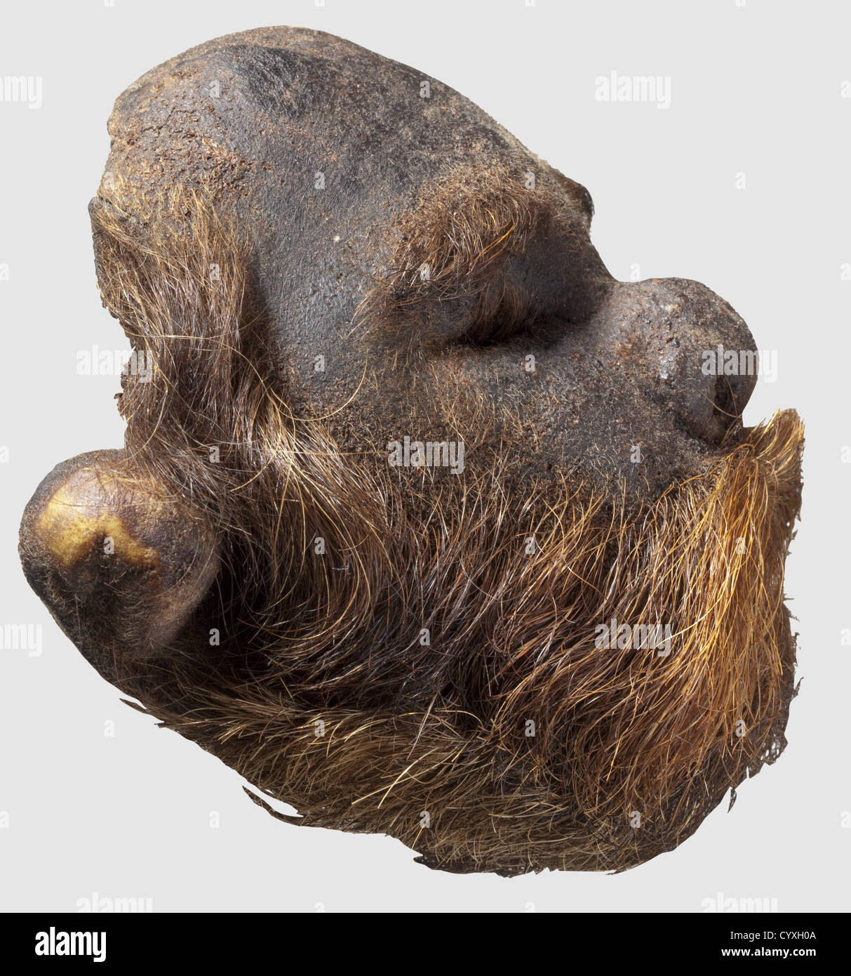 A shrunken head,20th Century Half-length dark brown to reddish hair on the head and a slightly receding hairline.Heavy,reddish beard,somewhat bleached on the edges.Eyes and mouth have traces of stitching.The backs of the scalp and of the neck were removed to allow the extraction of the skull.Height 12 cm.Although headhunting was and still is widespread in many parts of the world,according to scientific authority the preparation of shrunken heads is limited to the tribes that inhabit the north-western Amazonas region.Especially the Shuar,Achuar,Huamb,Additional-Rights-Clearences-Not Available Stock Photo