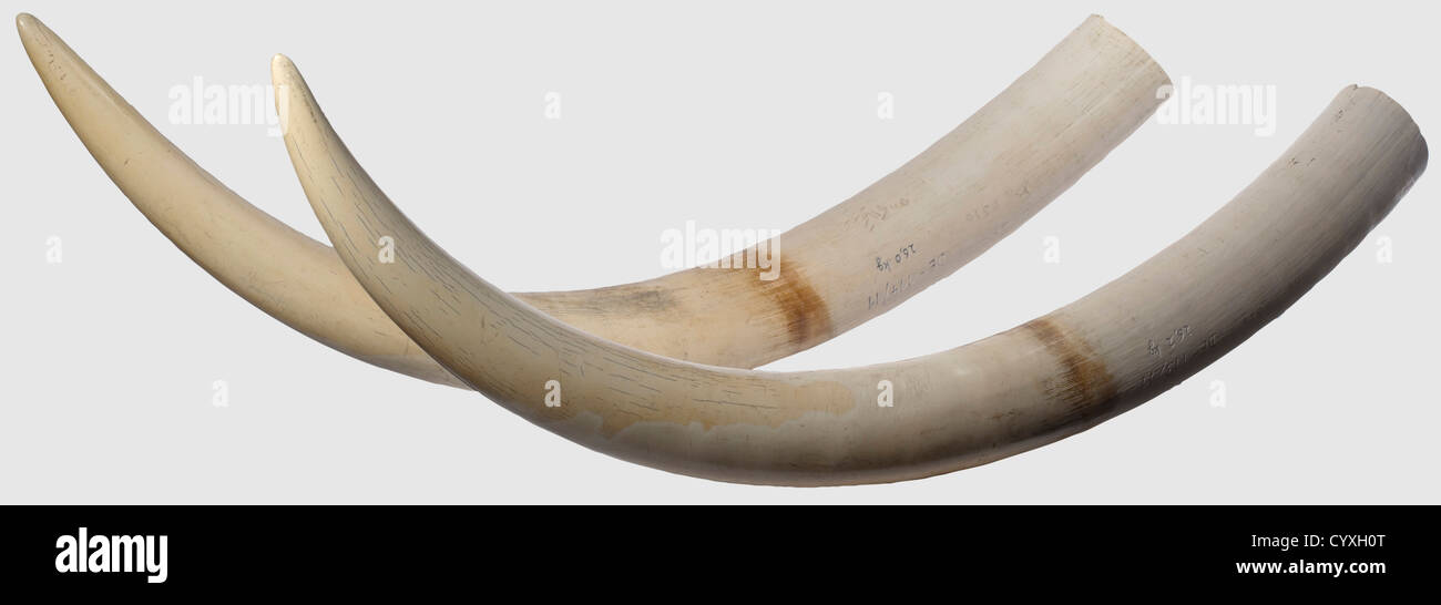 A pair of tusks, Kenya, 20th century Magnificent pair of tusks of an African elephant (Loxodonta africana) with beautifully polished surface and a fine patina. Minor repairs to the lower rim. Length 183 cm and 188 cm, weight 26 kg and 26,2 kg. CITES certificate on hand, historic, historical, hunt, hunts, hunting, utensil, piece of equipment, utensils, trophies, object, objects, stills, clipping, clippings, cut out, cut-out, cut-outs, Additional-Rights-Clearences-Not Available Stock Photo