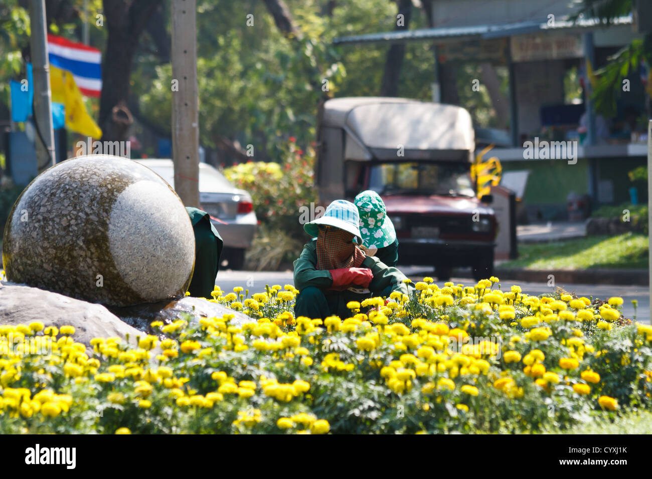 Yellow Flower Bed in the Lumpini Park in Bangkok, Thailand Stock Photo
