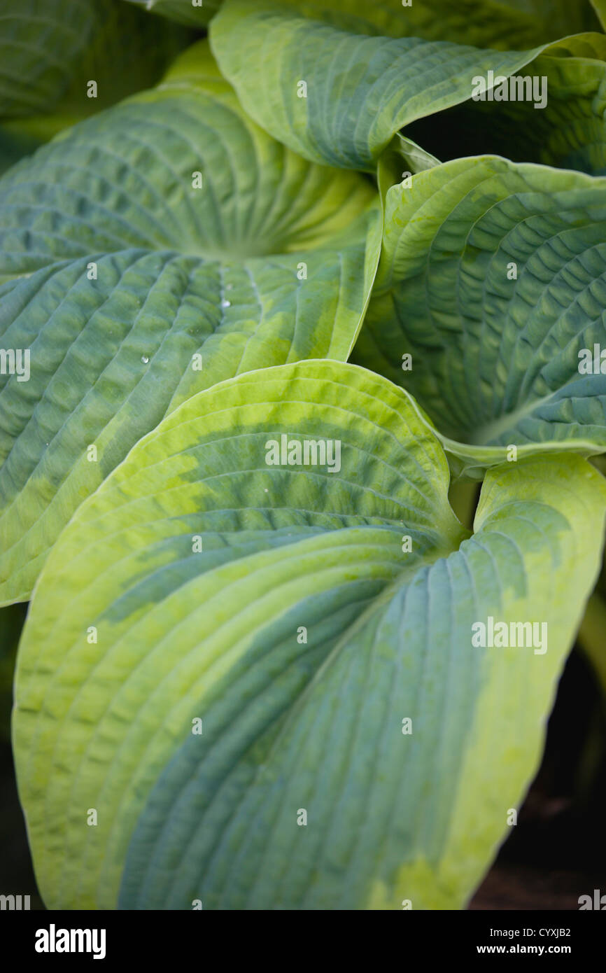 Plants, Hosta, Large heart shaped variegated green leaves Stock Photo