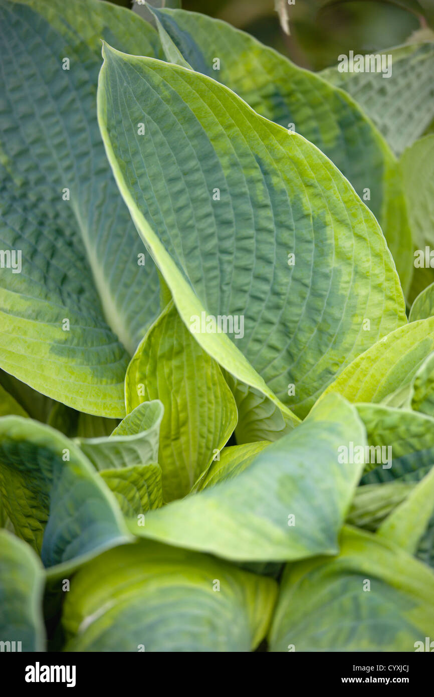 Plants, Hosta, Large heart shaped variegated green leaves Stock Photo