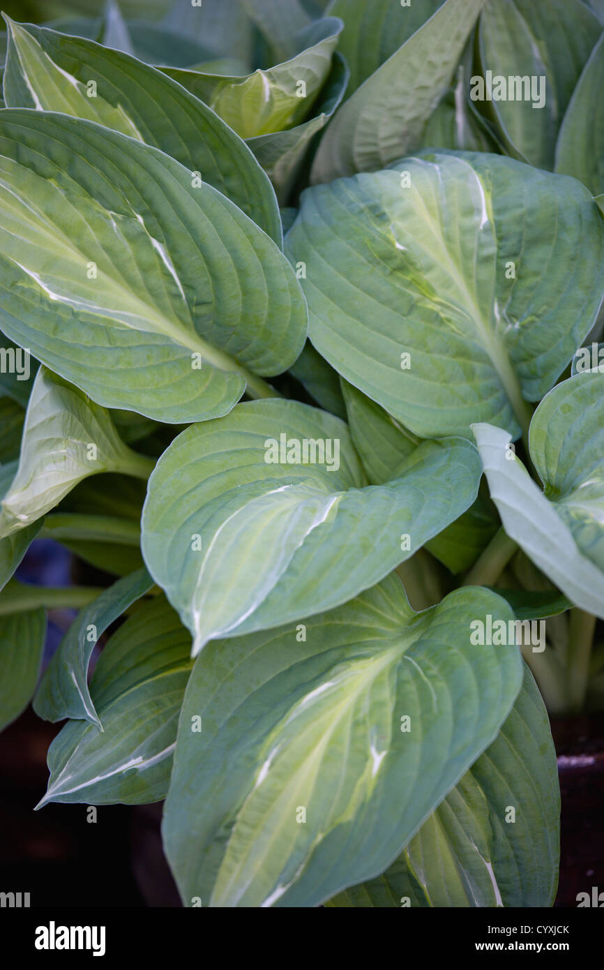 Plants, Hosta, Striptease, Green variegated leaves with white strip