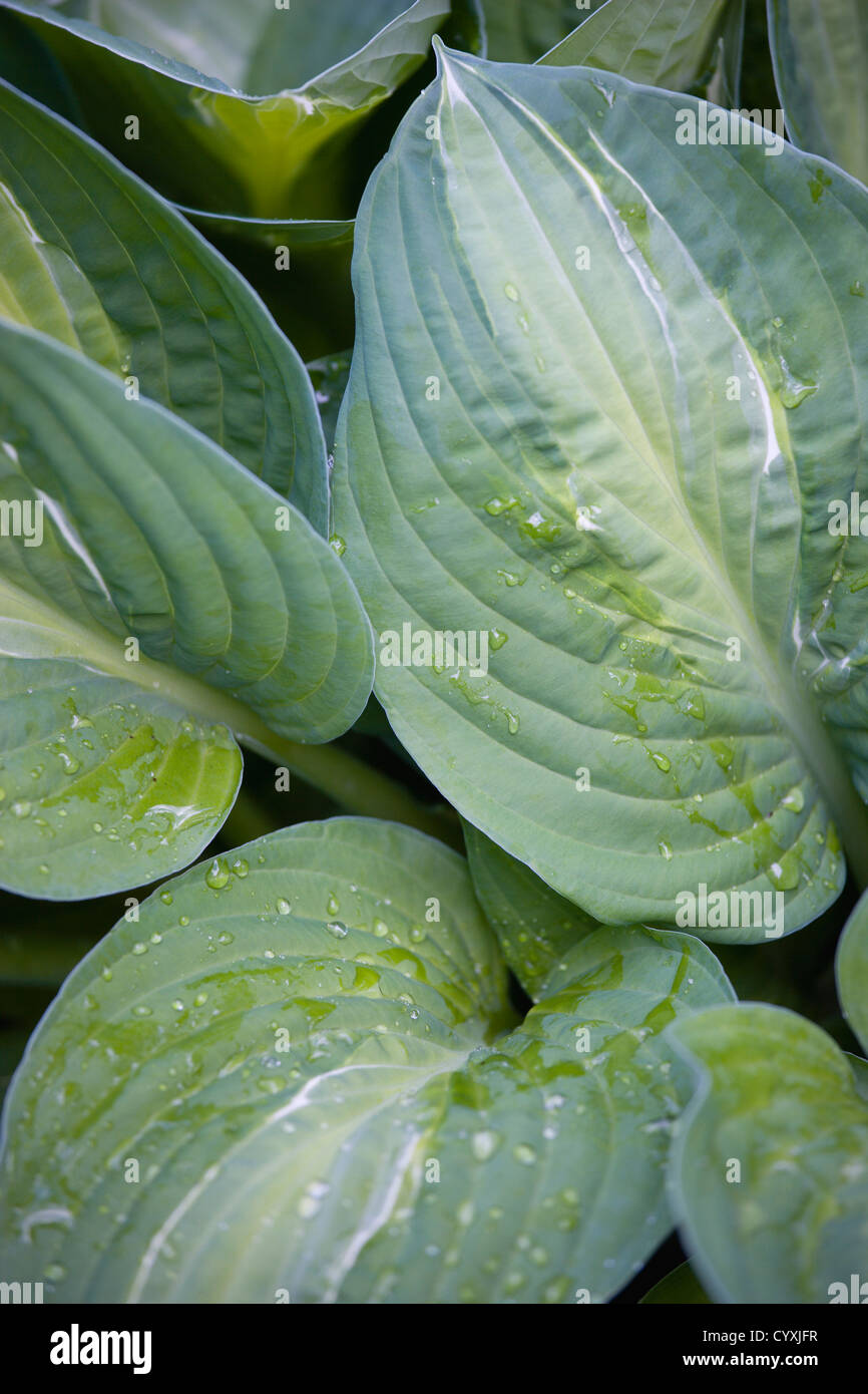 Plants, Hosta, Striptease, Green Variegate foliage with white strip giving  the plant its name and water droplets on the leaves Stock Photo - Alamy