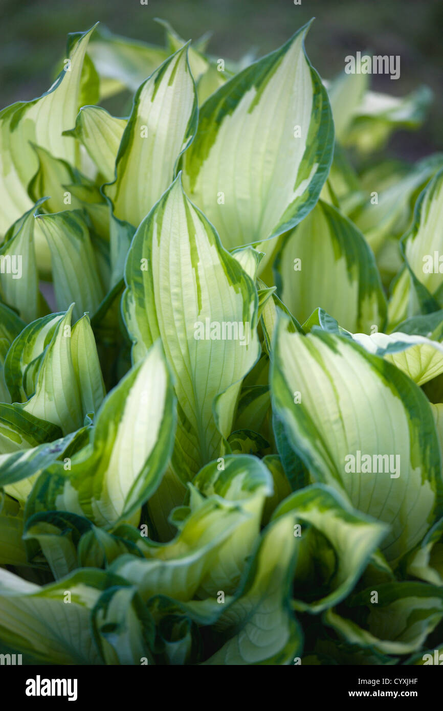 Plants, Hosta, Upright light green variegated leaves Stock Photo Alamy