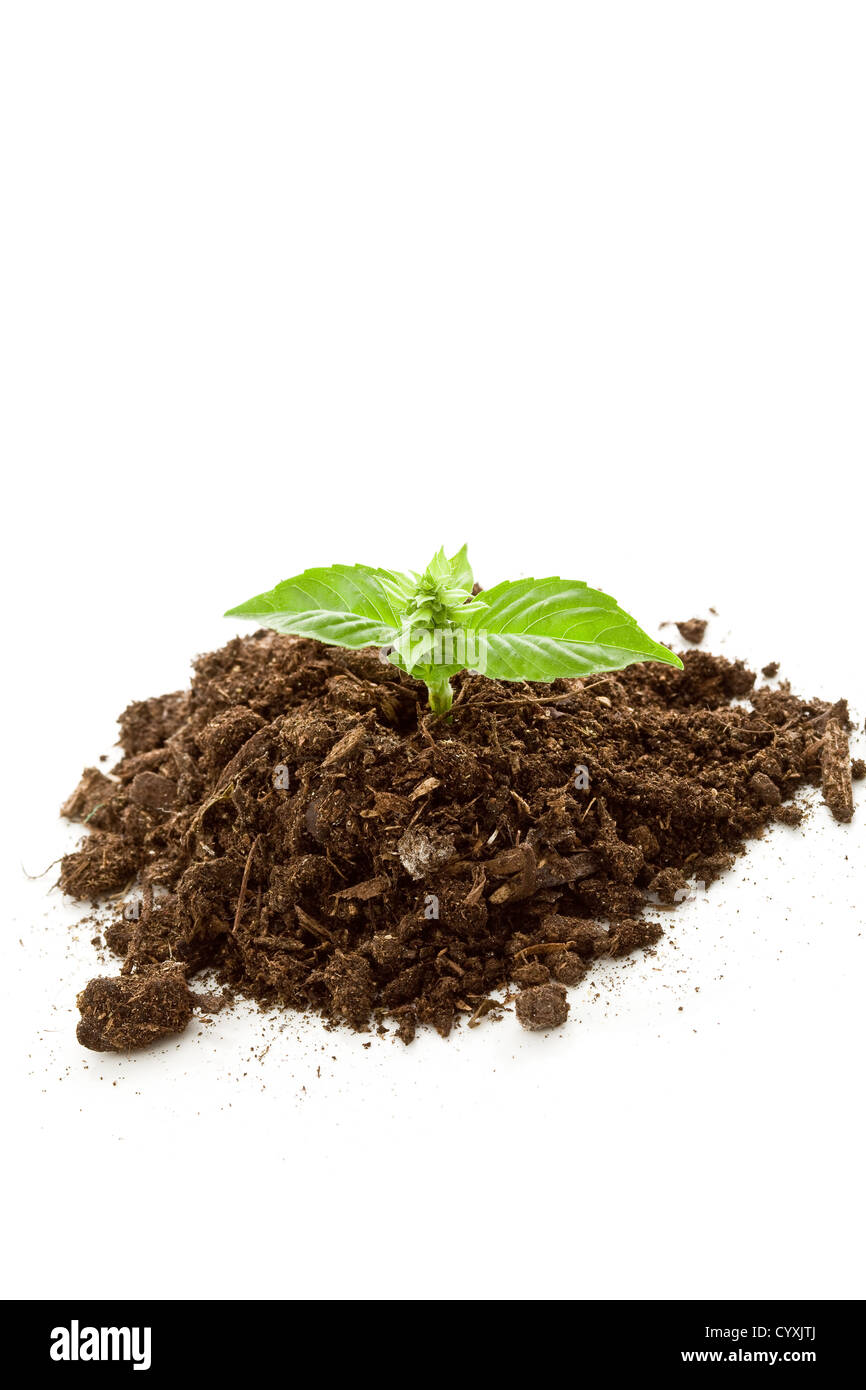 photo of young basil plant inside earth on white isolated background Stock Photo