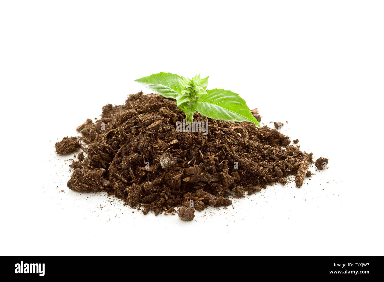 photo of young basil plant inside earth on white isolated background Stock Photo