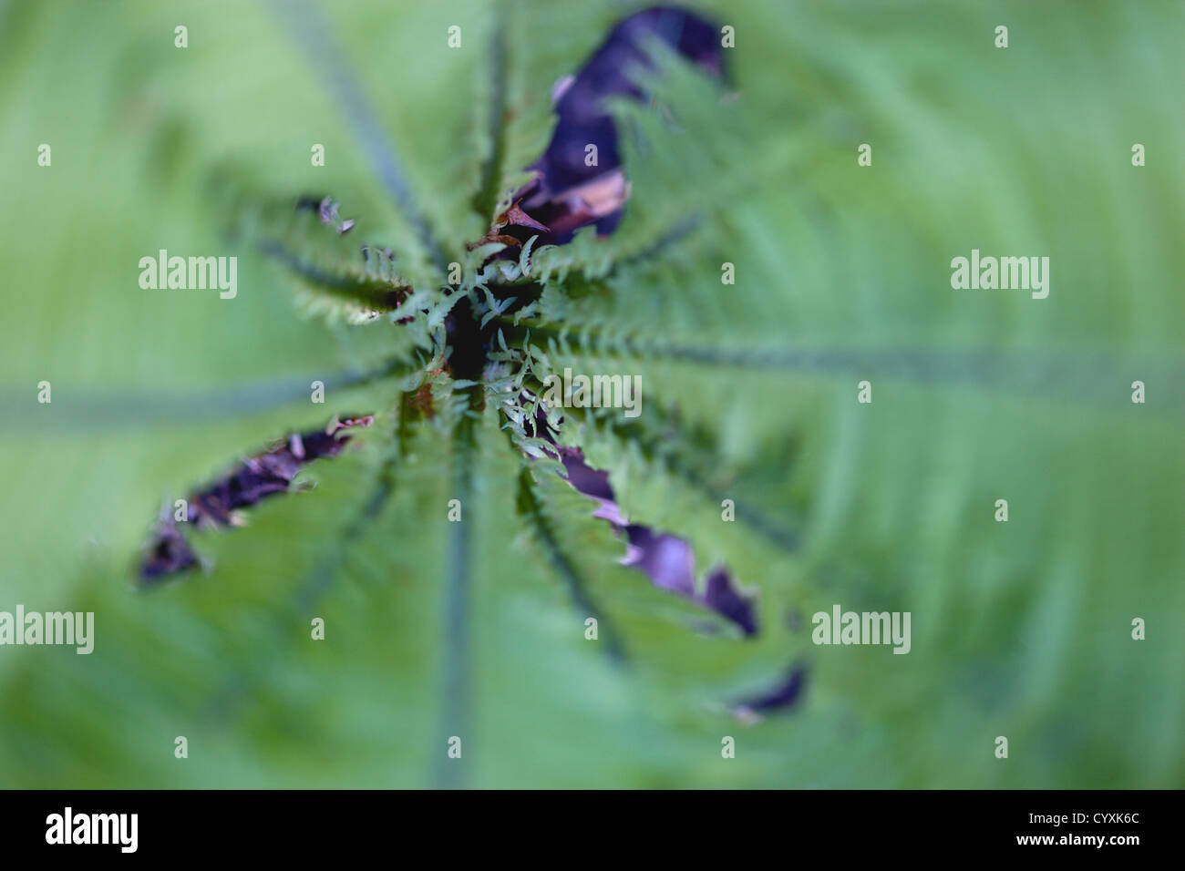 Plants, Ferns, Matteuccia struthiopteris, Shuttlecock fern fronds seen from above. Stock Photo