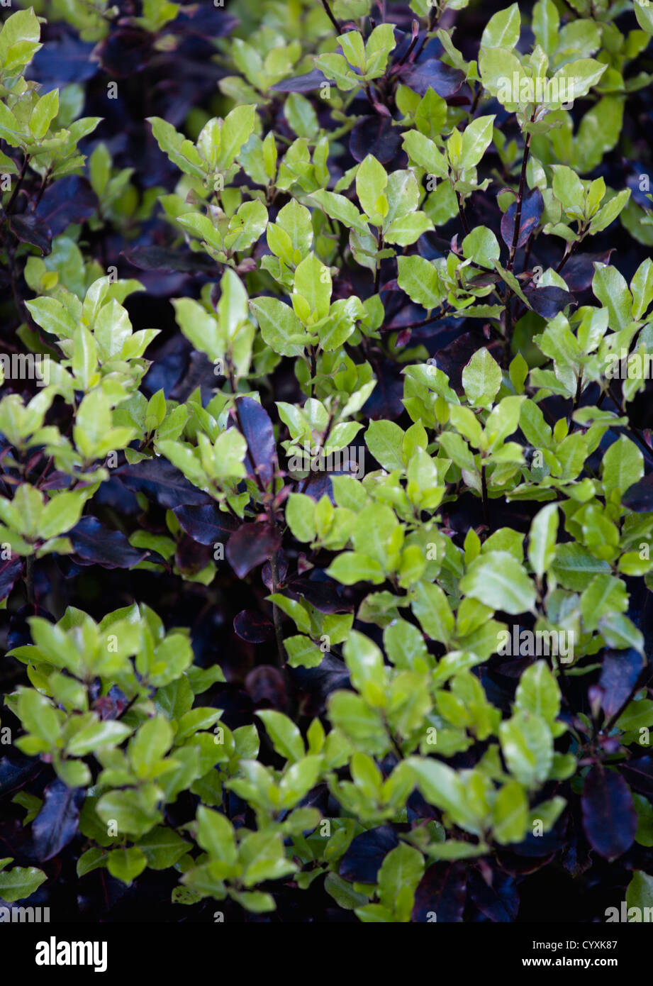 Plants, Shrubs, Pittosporum tenuifolium, Contrasting purple and green new growth on Tom Thumb Stock Photo
