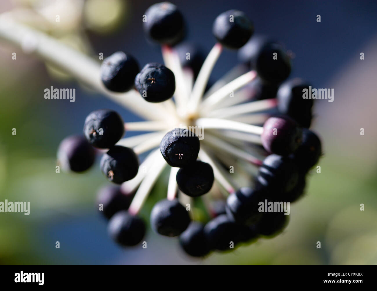 Plants, Shrubs, Fatsia Japonica, Japanese aralia, Black ripe fruit growing in clusters on the branch of the plant. Stock Photo