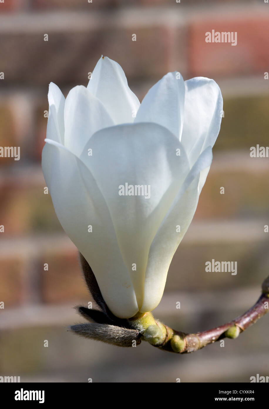 Plants, Trees, Magnolia × soulangeana 'Alba Superba', Open white flower