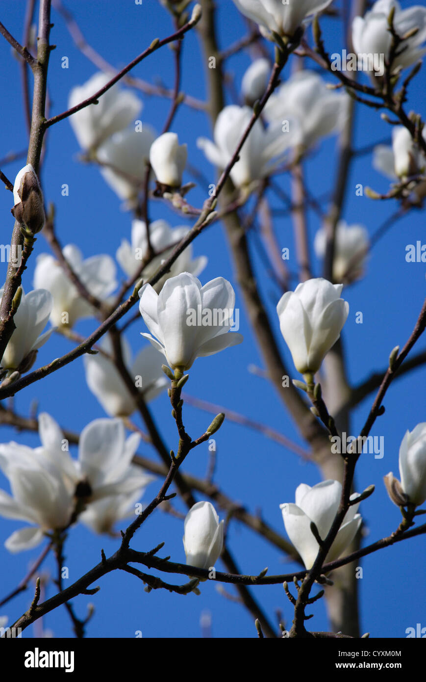 Plants, Trees, Magnolia × soulangeana 'Alba Superba', Abundant white  flowers on branches of a Magnolia tree Stock Photo - Alamy