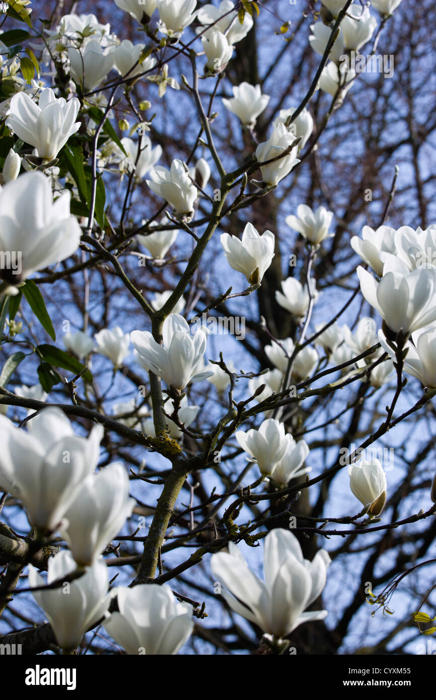 Plants, Trees, Magnolia × soulangeana 'Alba Superba', Abundant white flowers on branches of a Magnolia tree. Stock Photo