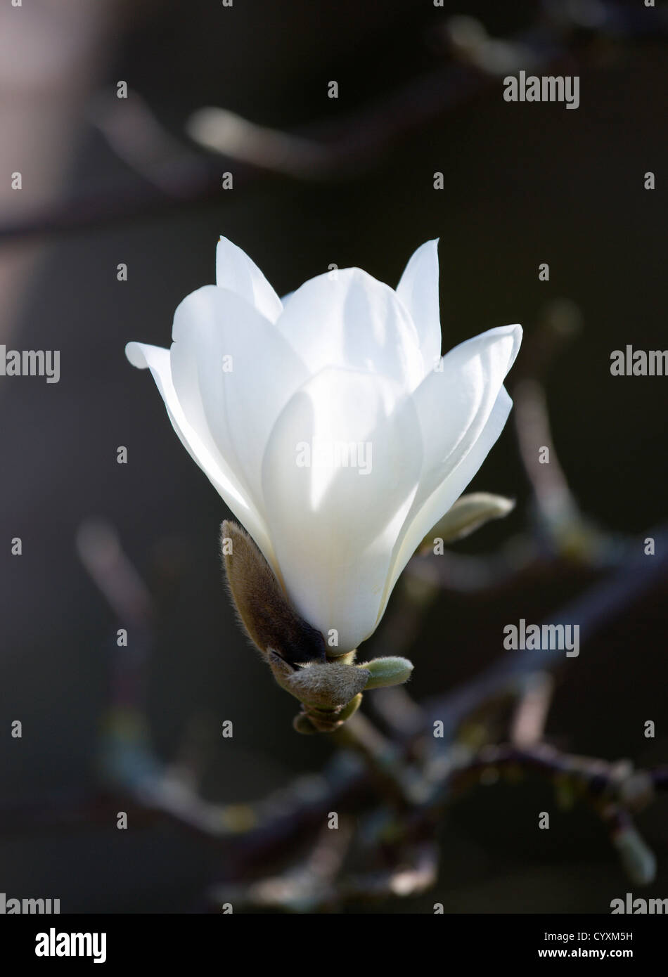 Magnolia Soulangeana Alba Superba High Resolution Stock Photography and ...
