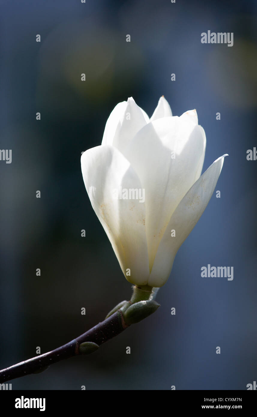 Magnolia Soulangeana Alba Superba High Resolution Stock Photography and ...