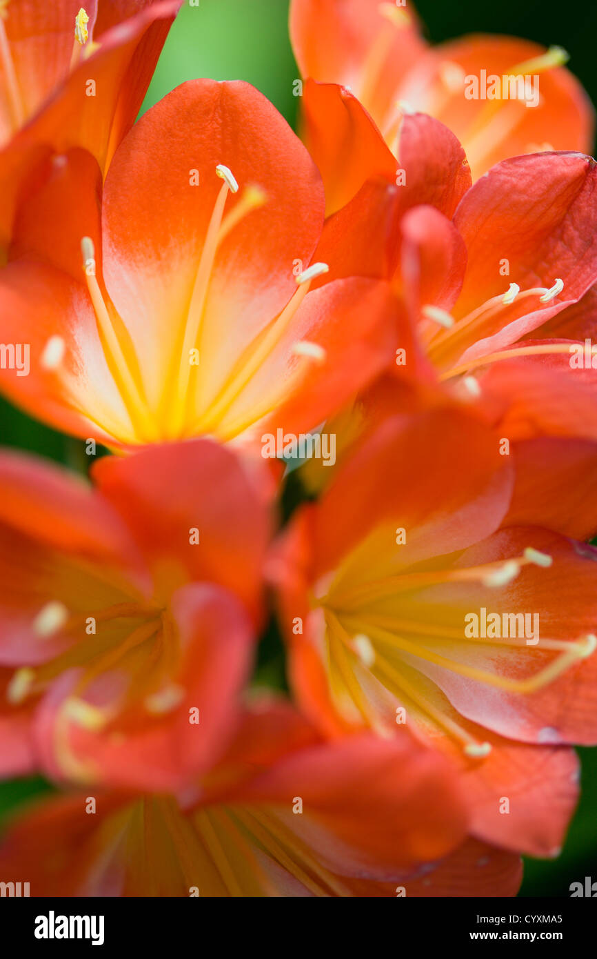 Clivia miniata, Natal lily, Close-up of bright orange coloured flowers with yellow stamen. Stock Photo