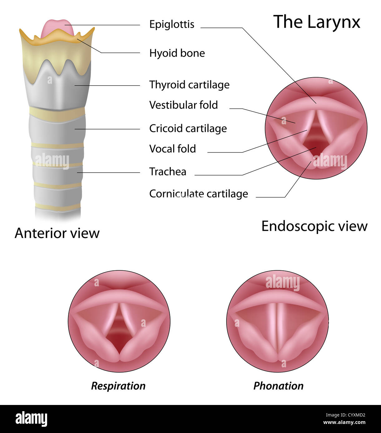 Anatomy of the larynx Stock Photo
