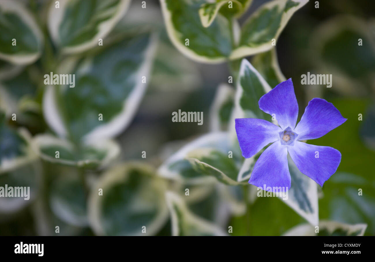Vinca Major Vs Vinca Minor