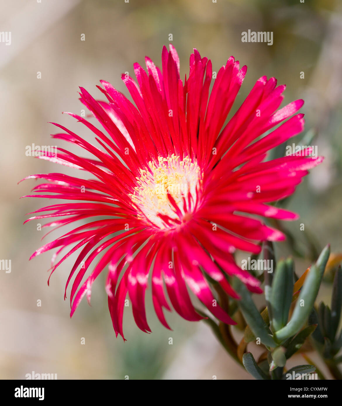 Plants, Flowers, Lampranthus spectabilis, Bright red flower of a Trailing Ice Plant. Stock Photo