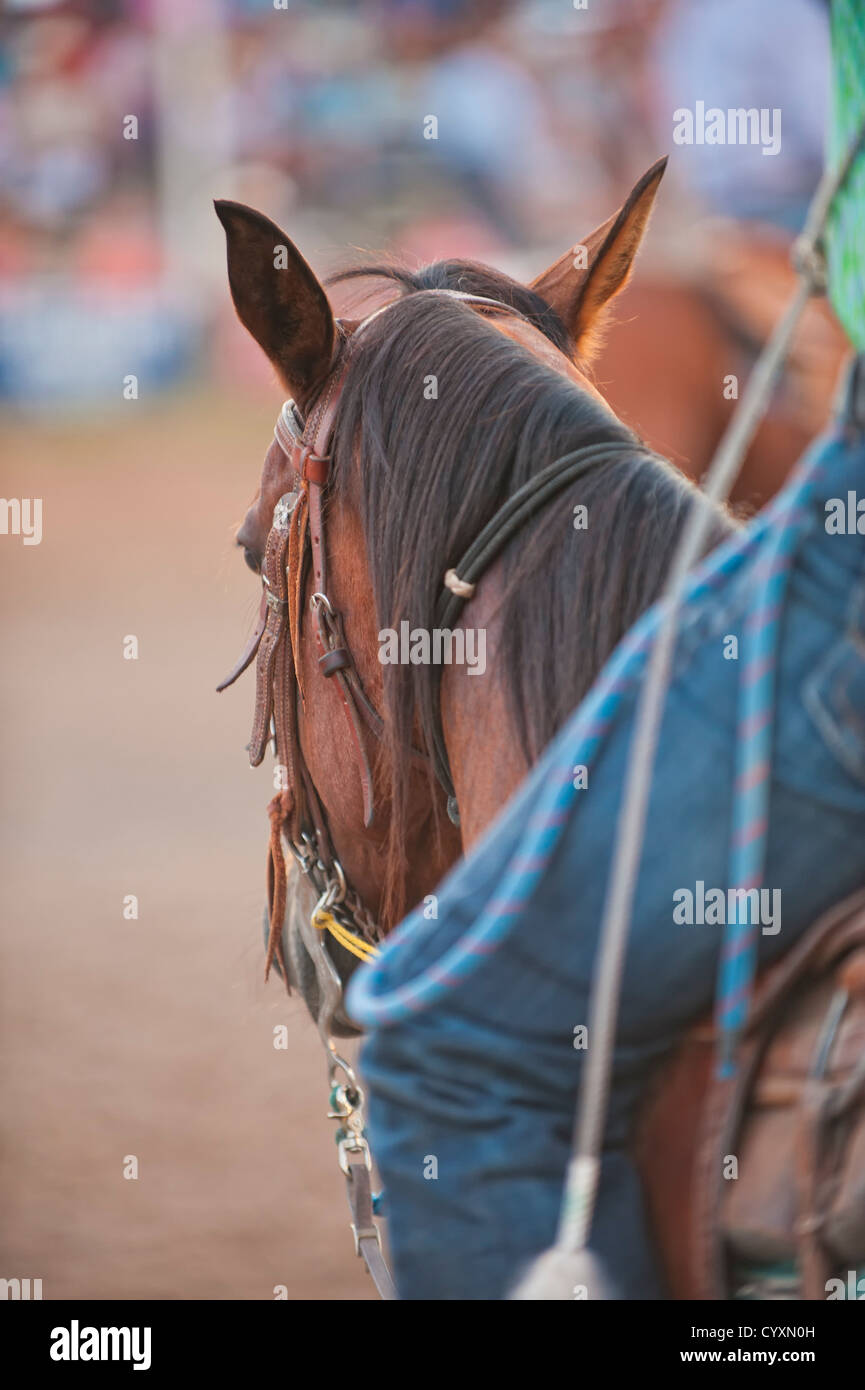 Btilasif Western Cowboy Texas Retro Celtic Cross Horse Horseman