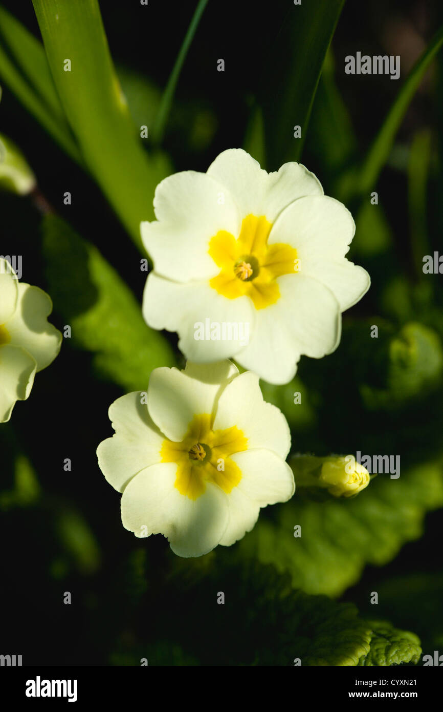 Plants, Flowers, Primula vulgaris, Lemon yellow flowers of the Common primrose. Stock Photo