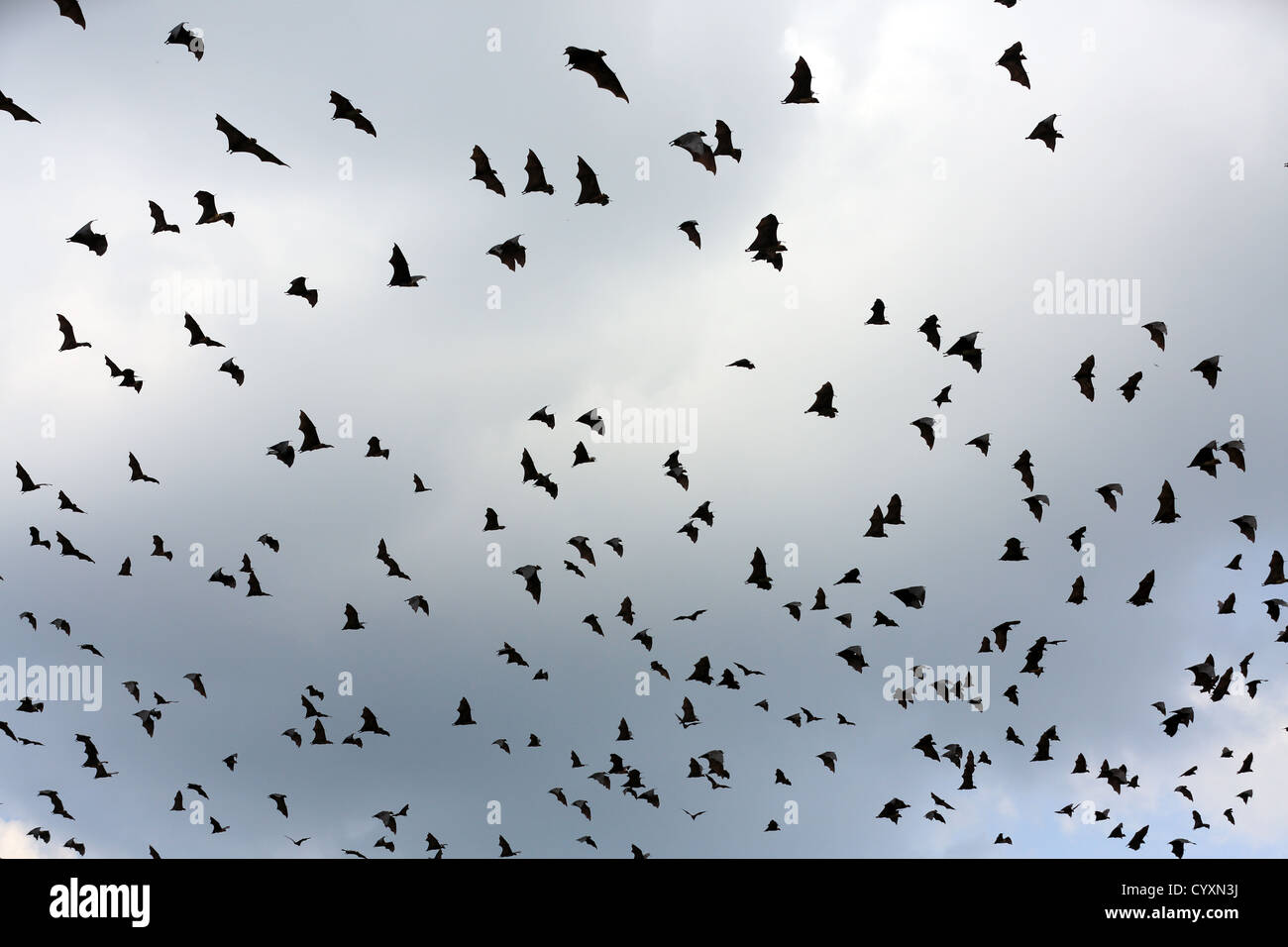 Hundreds of fruit bats (flying foxes) in flight in Tissamaharama, Sri Lanka Stock Photo