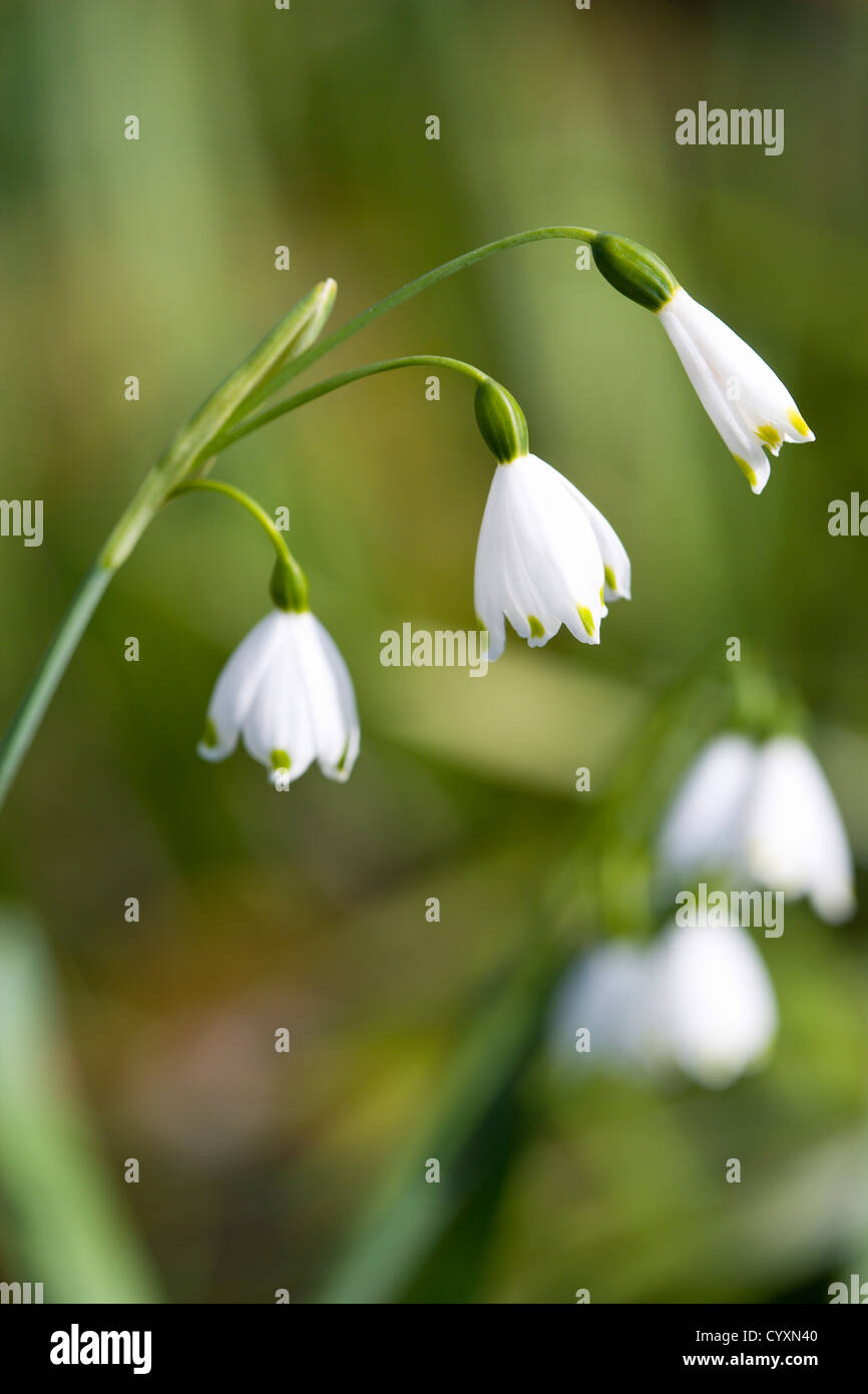 Plants Flowers Leucojum Vernum Spring Snowflake With Three Small White Flowers Opening Up On A Single Stem Stock Photo Alamy