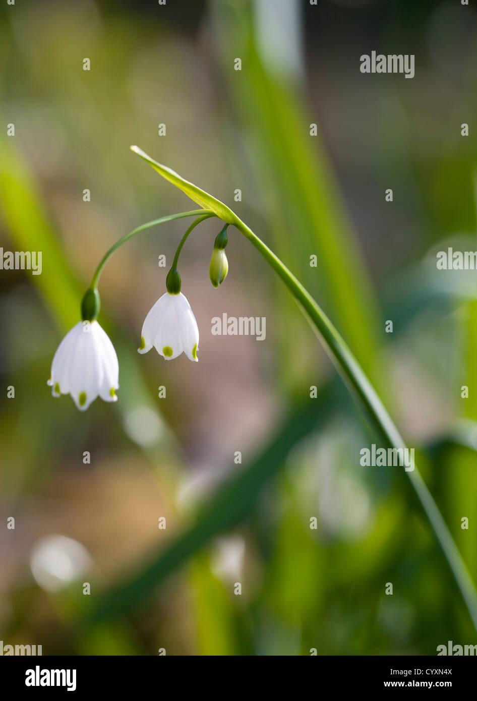 Plants, Flowers, Leucojum vernum, Spring snowflake with three small ...