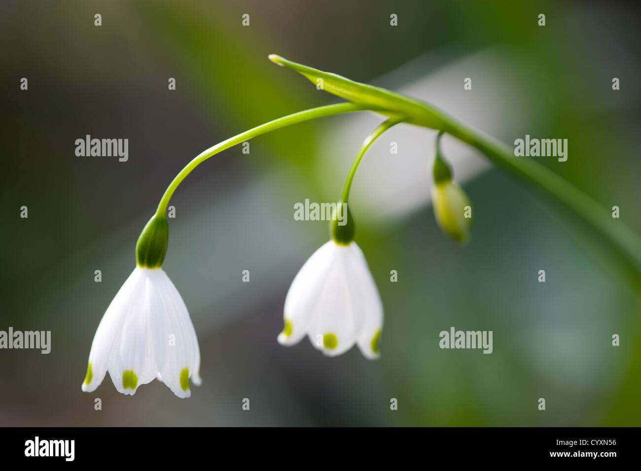 Spring Flowered Snowflake High Resolution Stock Photography and Images ...