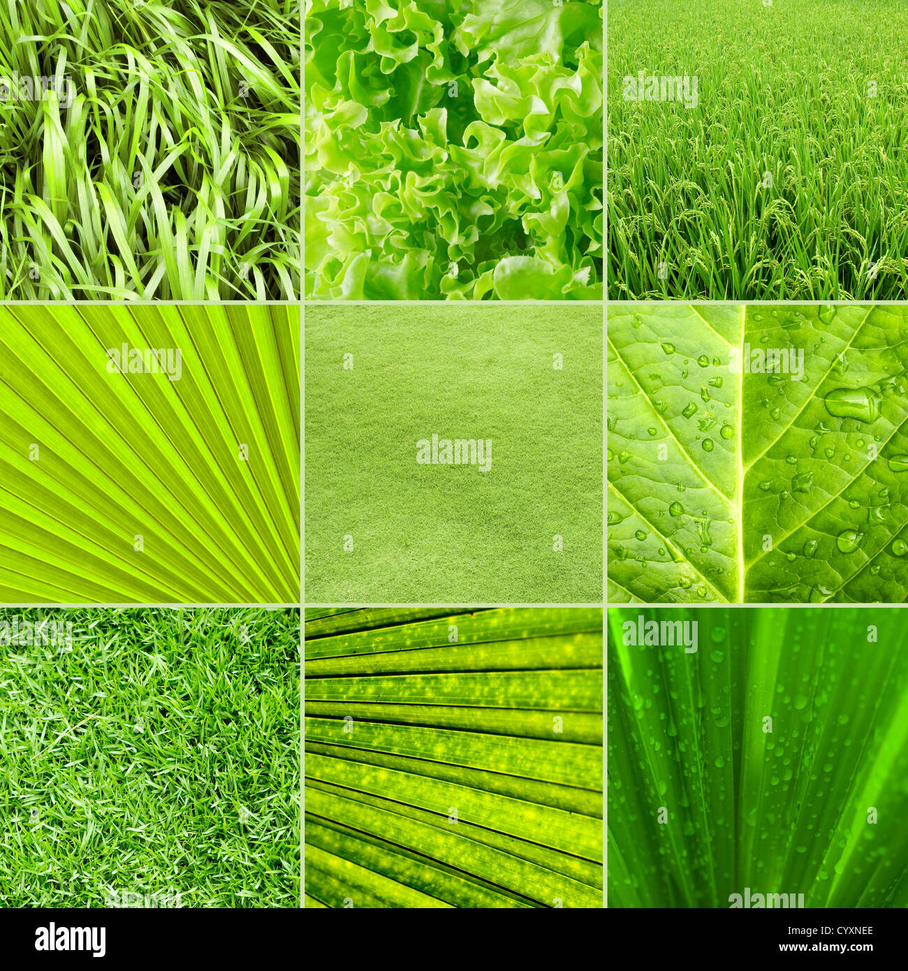 Collage nature green background. All image belongs to me. Stock Photo