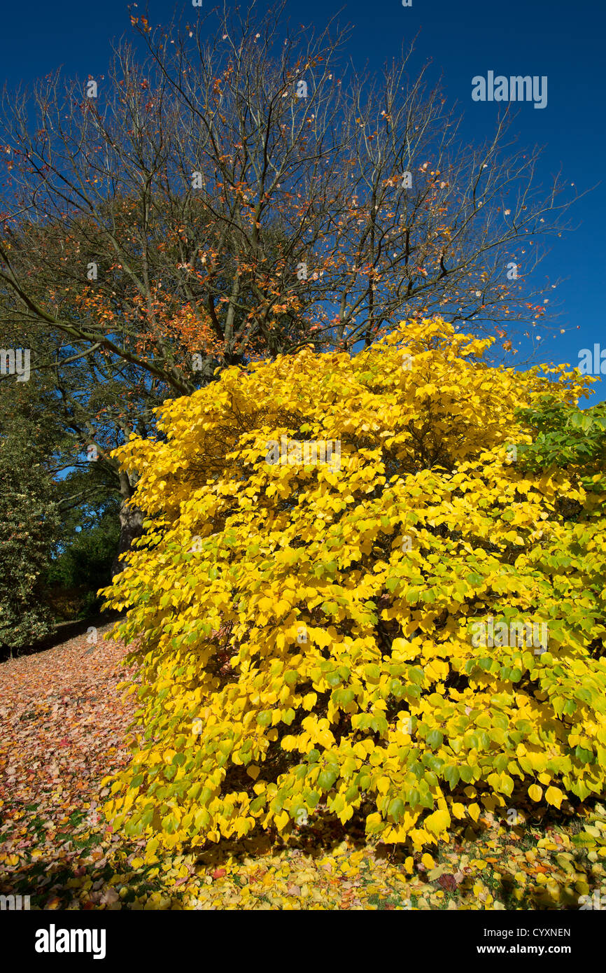 Cholmondeley Castle Gardens. Autumnal view of a Lindera obtusiloba in Cholmondeley Castle Temple Gardens. Stock Photo
