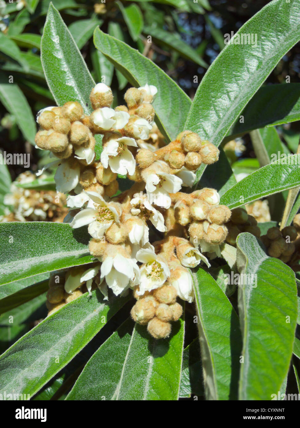 Loquat (eriobotrya japonica) tree flowers, autumn season Stock Photo