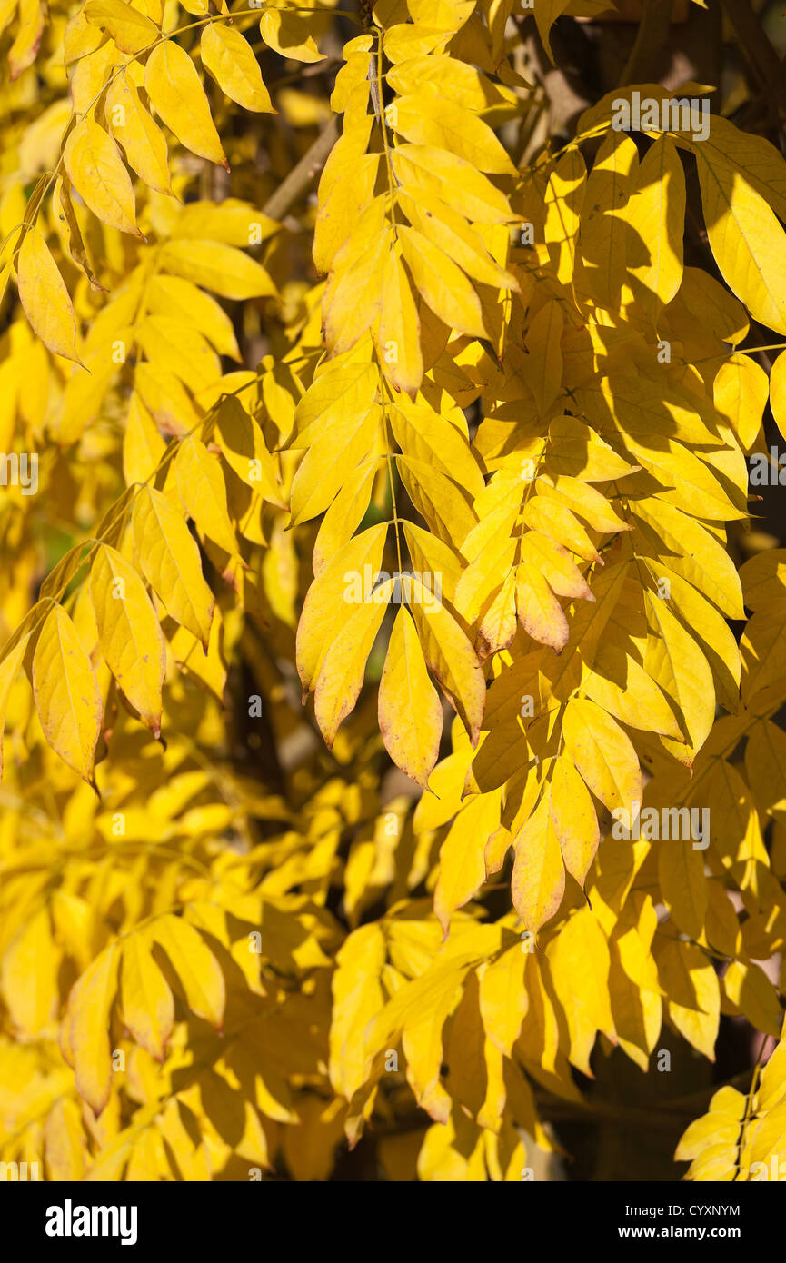 bananenbaum zimmerpflanze kaufen Künstlicher Bananenbaum 120 cm main image 1