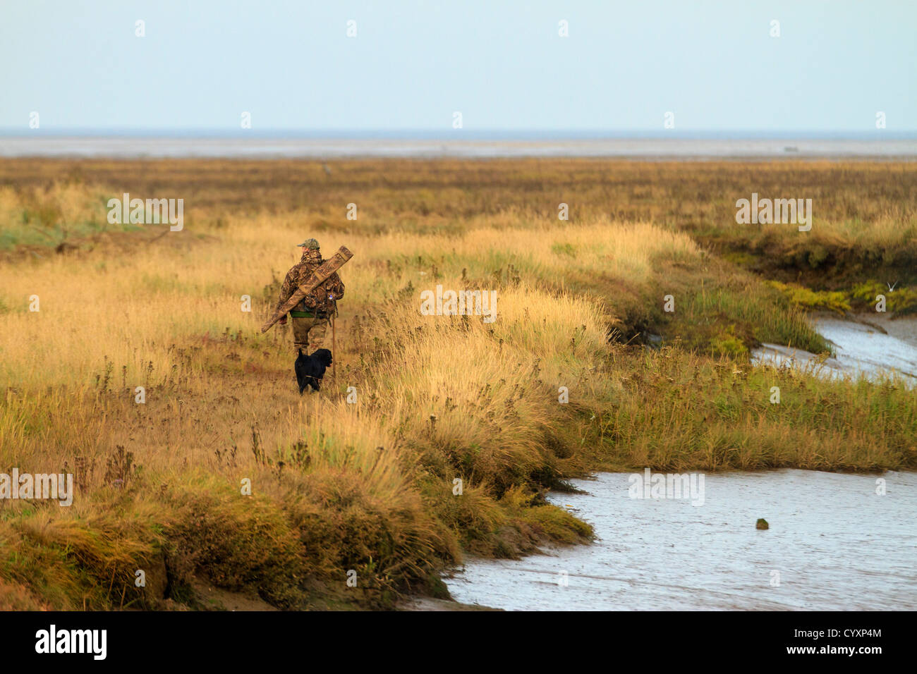 Wildfowler walking over salt marsh with dog. 1 of 5 images. Stock Photo