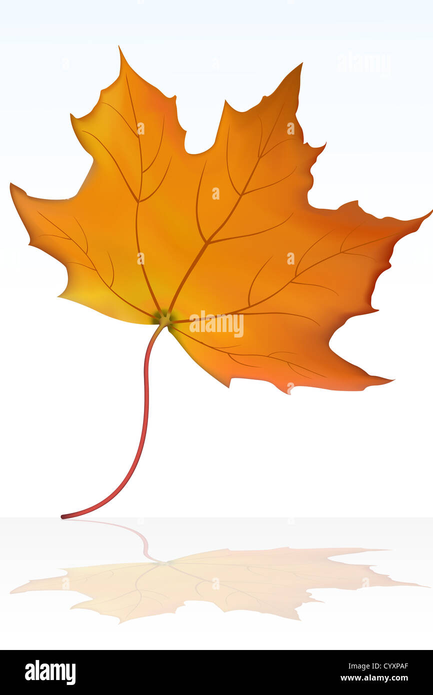illustration of vector maple leaf Stock Photo - Alamy