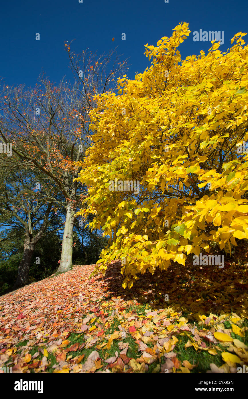Cholmondeley Castle Gardens. Autumnal view of a Lindera obtusiloba in Cholmondeley Castle Temple Gardens. Stock Photo