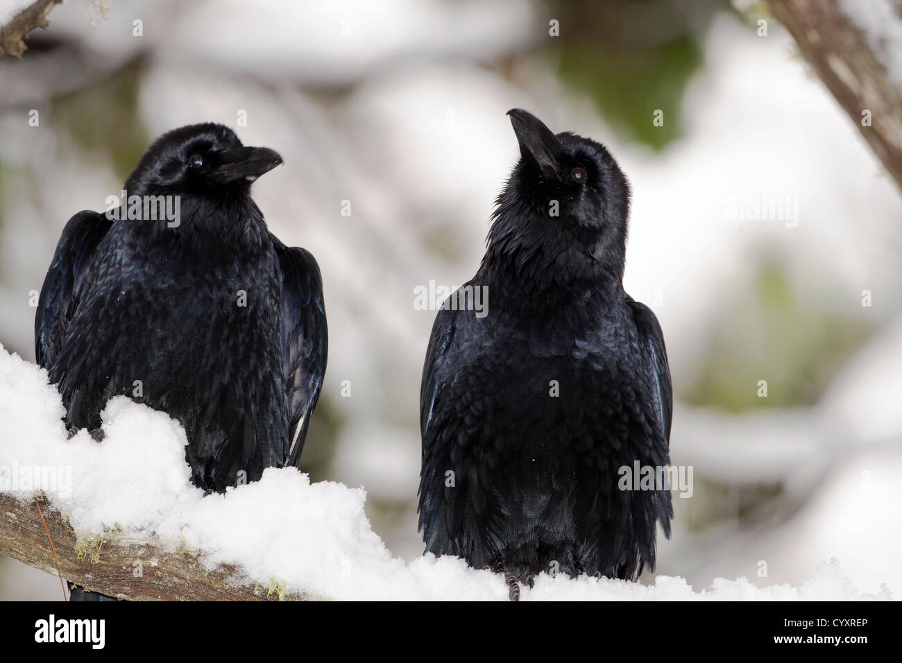 A pair of Ravens sit on a snowy branch in Yosemite National Park, California. Stock Photo