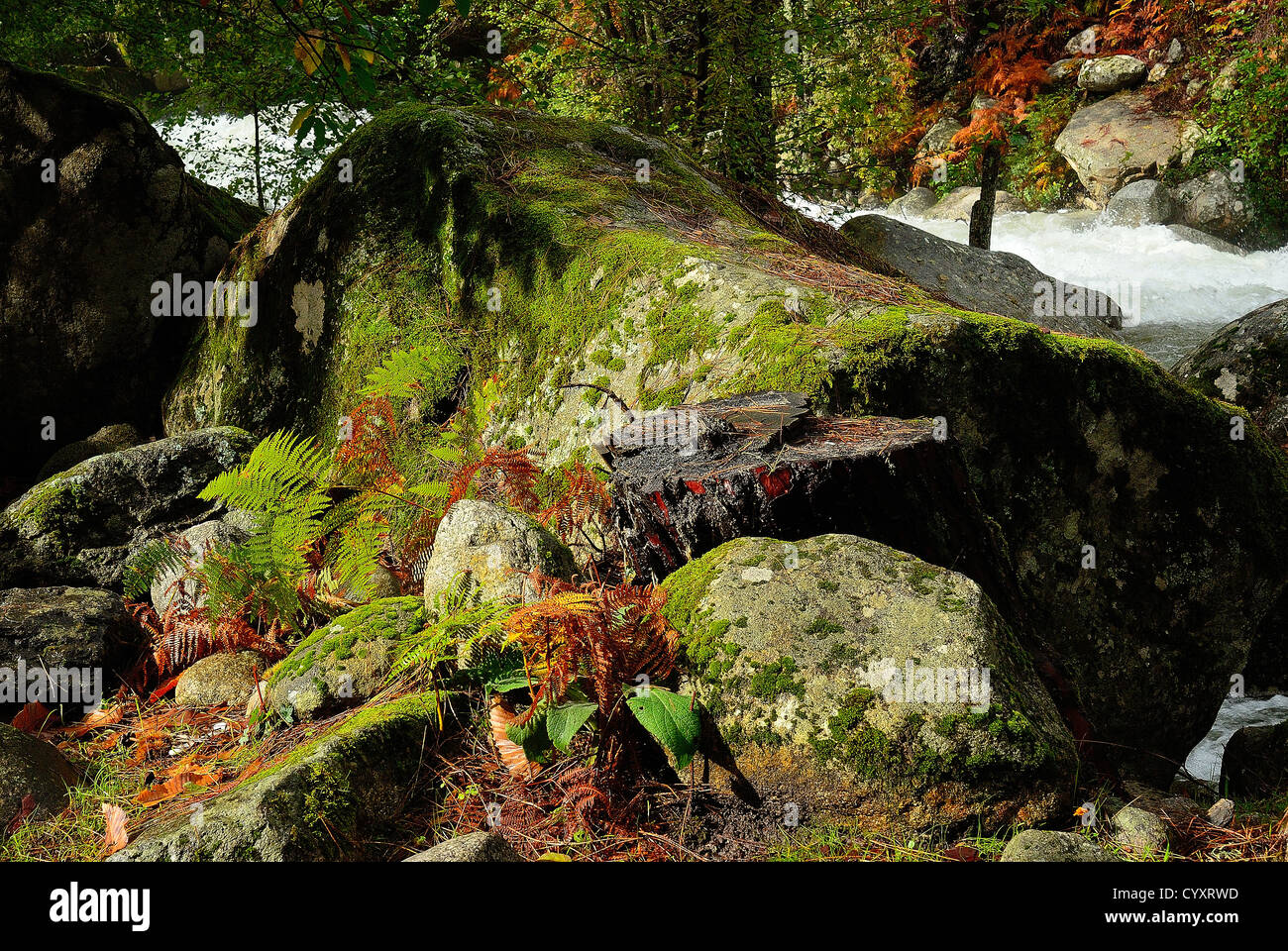 rocher et mousse en automne dans la vallée de la restonicat haute corse France 2b Stock Photo