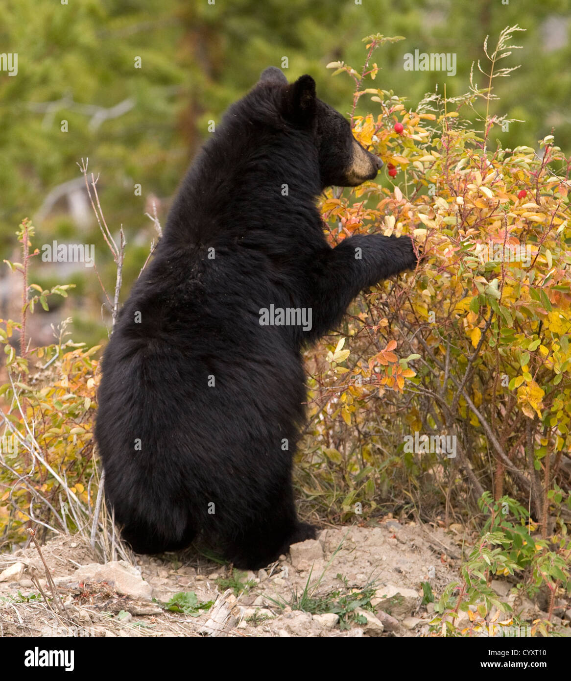 Bear eating berries hires stock photography and images Alamy