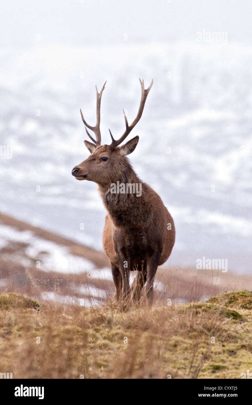 Red deer Cairngorms National Park Stock Photo