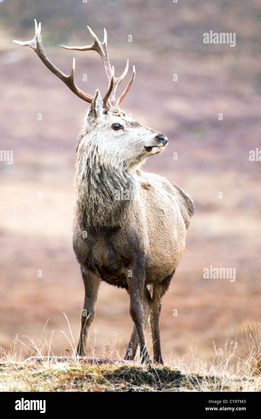 Red deer Cairngorms National Park Stock Photo
