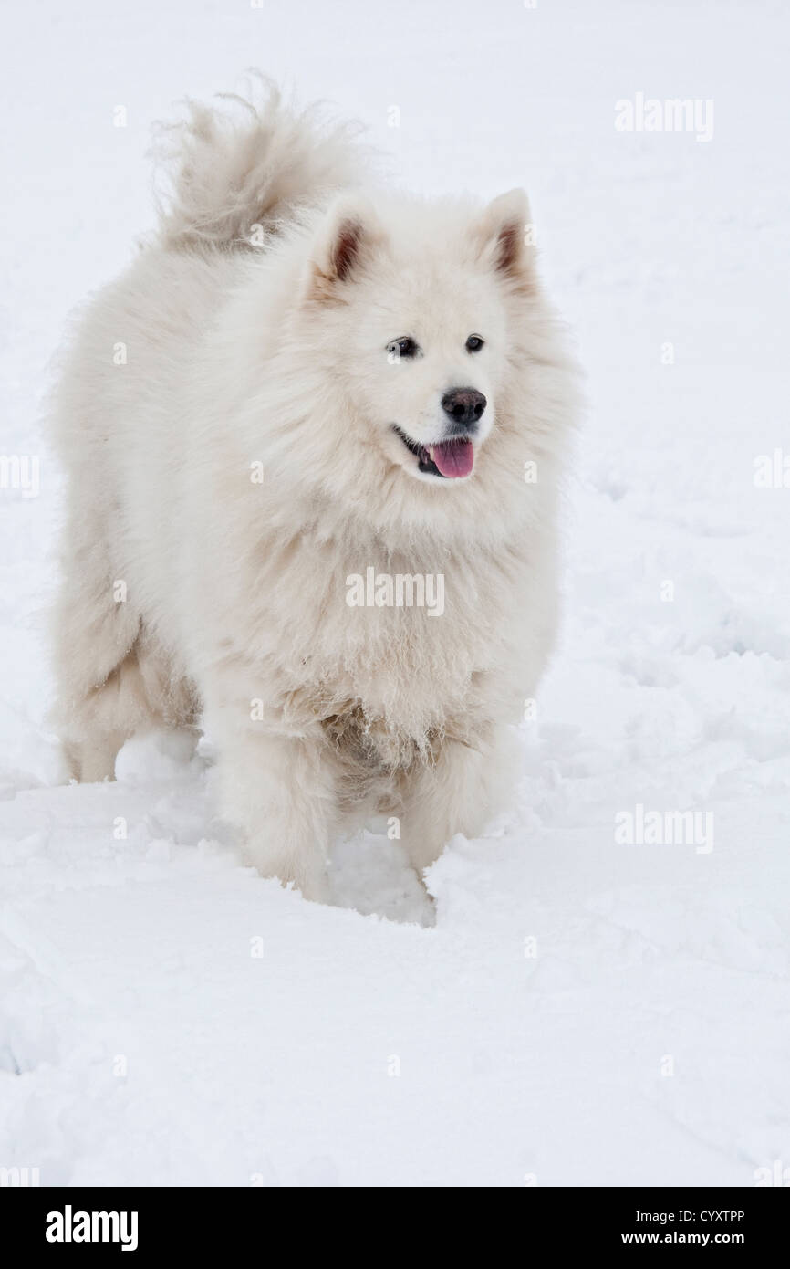 White Dog in Snow Stock Photo