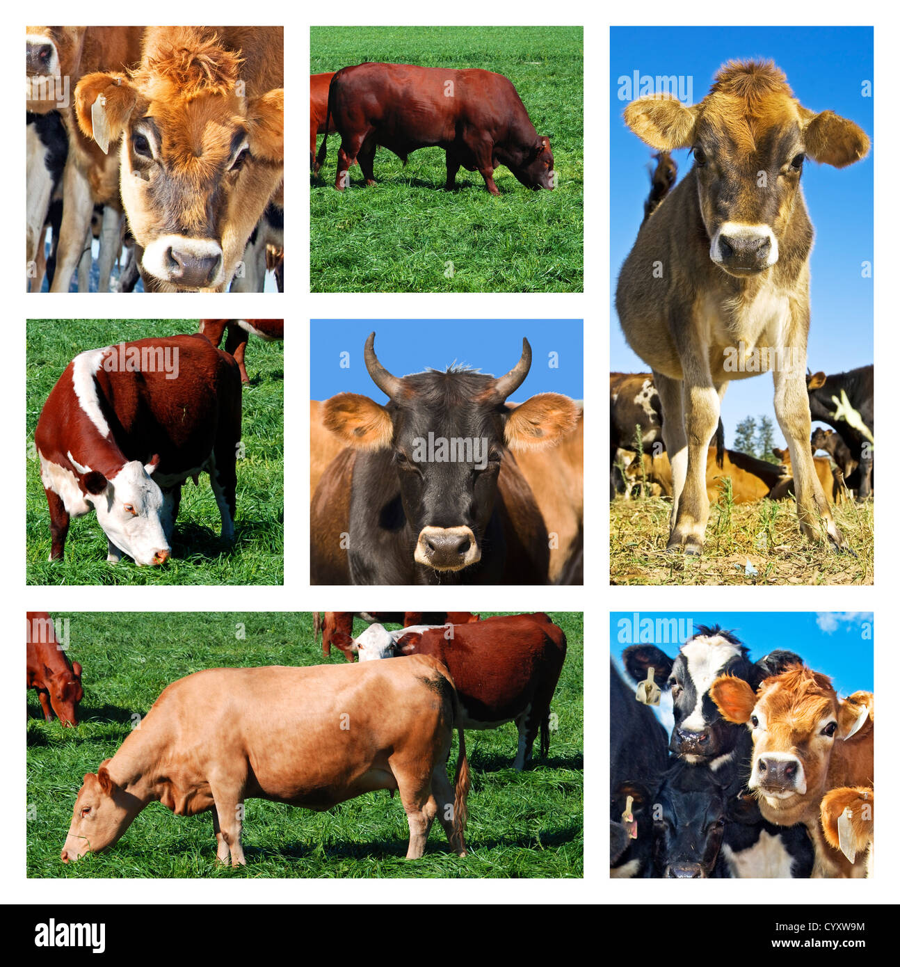Collage of cattle on the field Stock Photo
