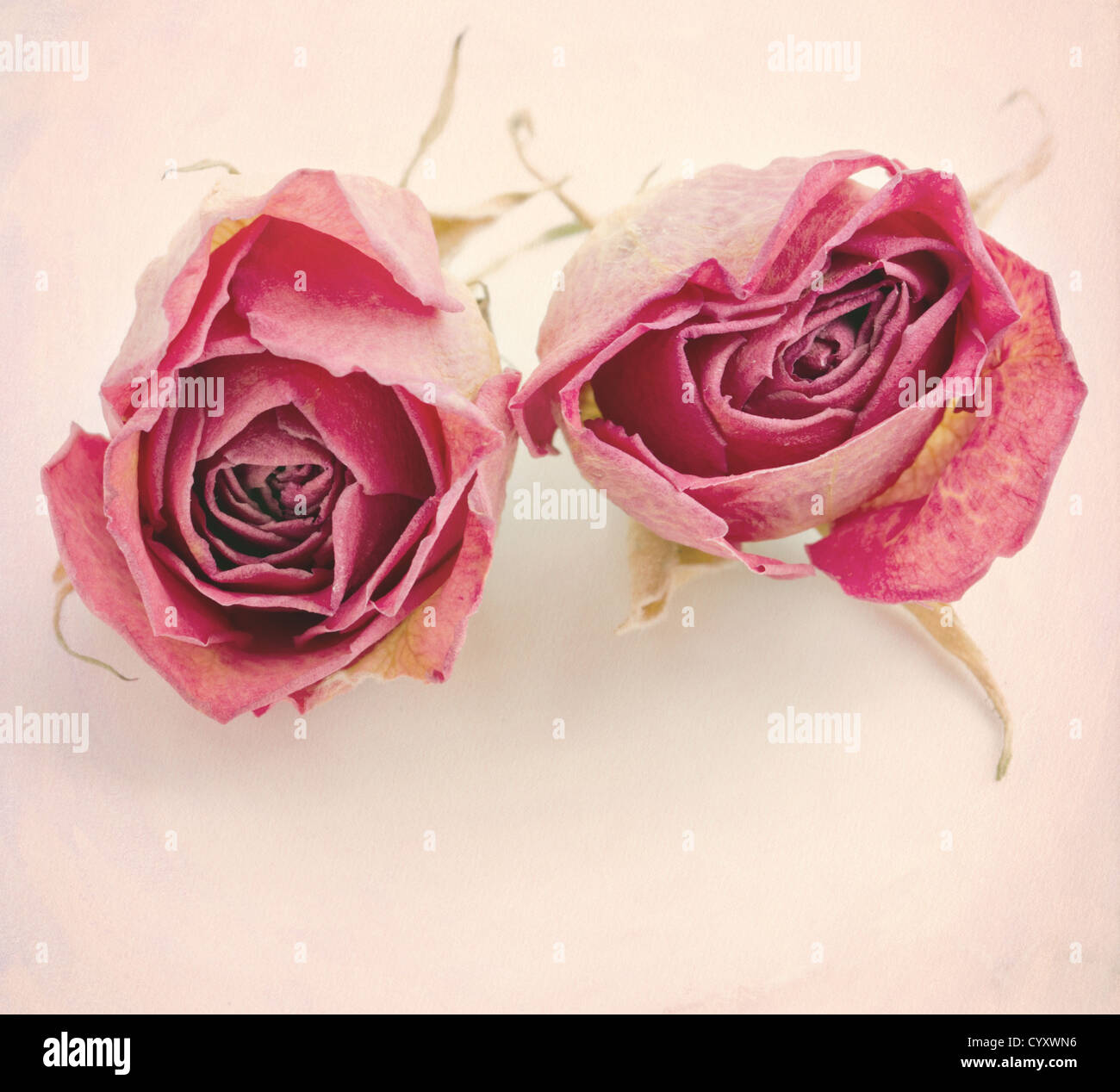 Two dried roses on textured creamy pink background with copy space